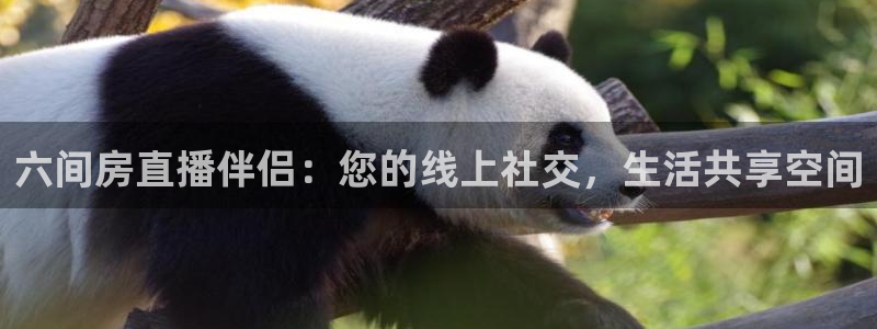 nba篮球比赛免费直播乐球：六间房直播伴侣：您的线上社交，生活共享空间